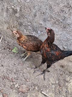 pair for sale