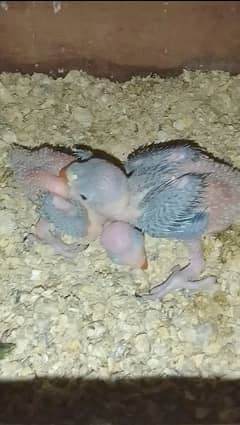 Ringneck Pair with chicks