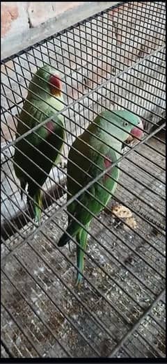 kashmiri raw 03007911867