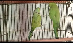 Ringneck Breeder Pair