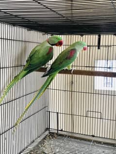 Raw Breeder pair