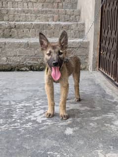 Bagyari Alsation Male Pup