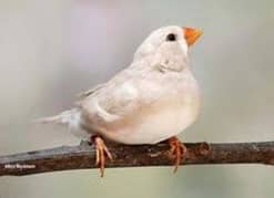 zebra Finch (Kingsize)