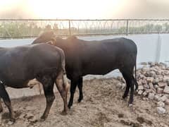qurbani goats, sheep, cow, buffalo available. . . . price 2.5 lakh to 9