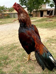 2 ASEEL MURGA FOR SALE / LONG TAIL BIRDS