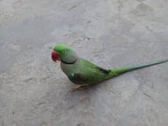 Raw male parrot for sale