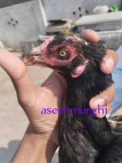 1 aseel , 1 Desi murghi
