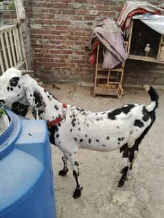 desi bakri