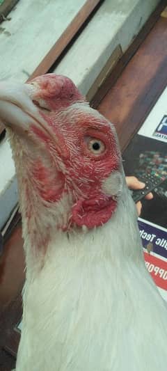aseel heera