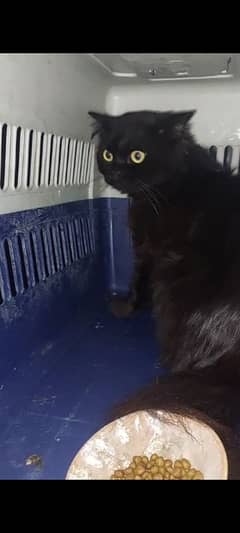 pershain cat black