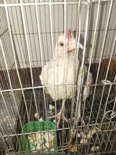 Desi chicks 3 month active chicks