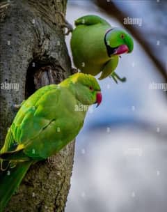 Green Parrot Ringneck Pair