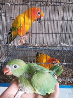 green parrot baby fpr sale 2 piece each price 4000.03005273734 watsp