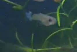 guppy fish for sale