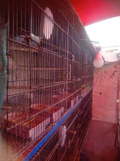 bajri and Cage forsell price 6000