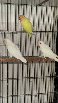 Albino Red Eyes Pathay and Adult
