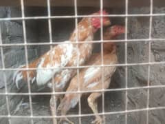 aseel for sale