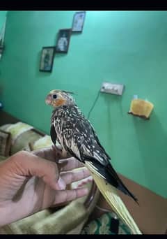 cocktail age 5 mnts  female h or love bird male