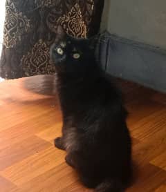 Persian