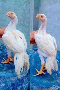Indian pirate beak or Pakistani murgha be  ha