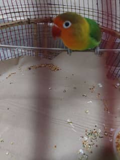 Loverbird male