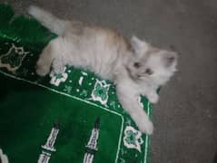 in 9000 each healthy and playful triple coat litter train