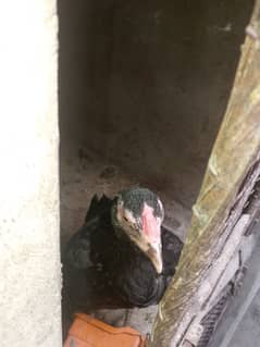 aseel hens
