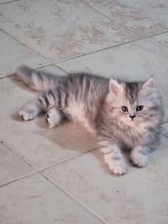 3 Persian Kittens For Sale