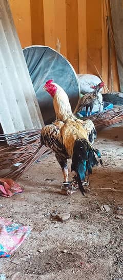 2 Aseel murge urgent sale