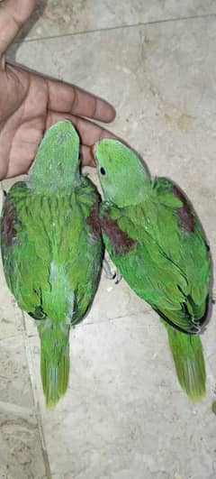 kashmiri
