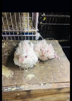 Eno cocktails redeyes chicks available