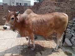 animal sell