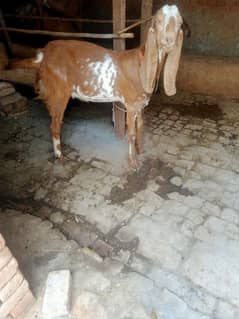 قربانی کے لیے بکرے اور بکریاں دستیاب ہیں