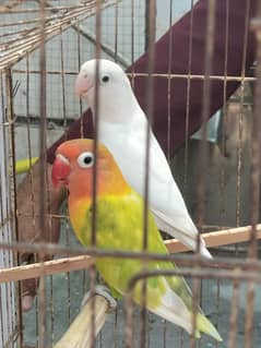 parrot