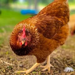 lohman brown desi hen starter