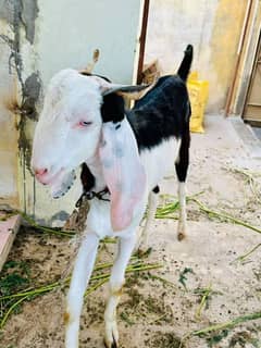 2 dant Bakra for sale