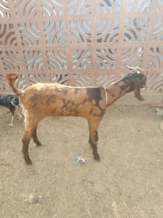 6 month goat kamurei