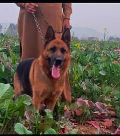 German shepherd double coated breeder