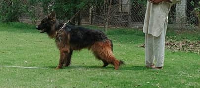Pink pedigree gsd male 5yrs