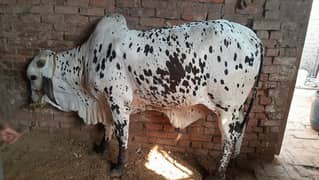 Bachra Brahman Cholistani cross