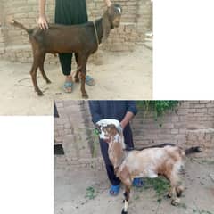 2 andal bakry aik 2 sal aik 3 sal ka