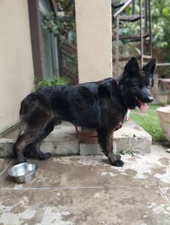 Black German Shepherd Long coat for sale!!