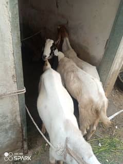 10 bakrey for sale 2 dant khassi