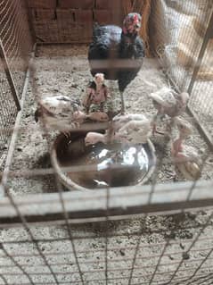 aseel chicks for sale hera cross