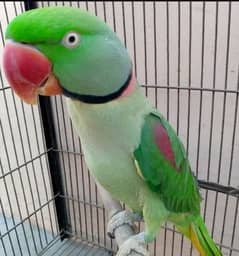 RAW ALEXANDER MALE PARROT FULL HAND TAMED AND TALKING PARROT FOR SALE