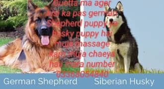 Quetta ma ager kisi ka pas gsd puppy ya husky puppy haii muja chya hai