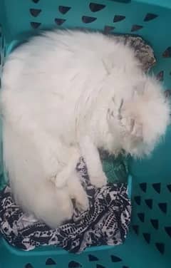 male cat for stud or kittens for sale