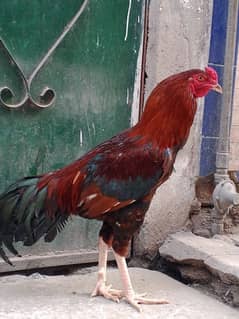 LONG HIGHT ASEEL MINAWLAI CROSS LAKHA