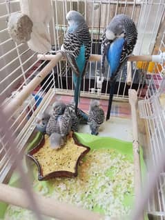 Budgies and cockatiel