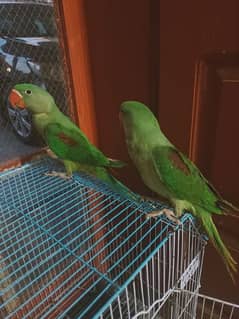 Saling kashmiri RAW PARROTS
